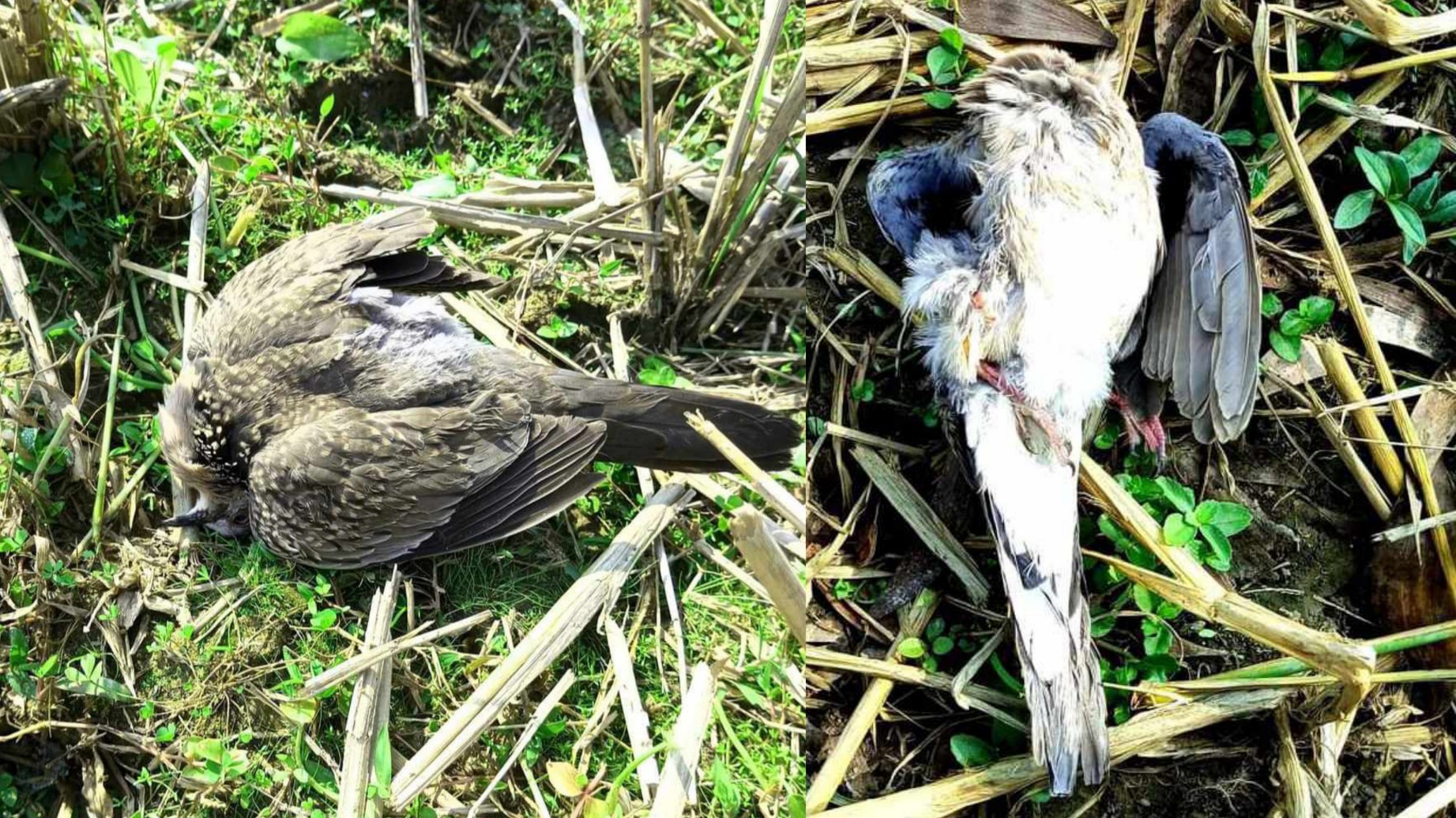 ফাঁকা মাঠে কীটনাশক ছিটিয়ে অর্ধশত পাখি নিধন https://coxview.net/animal-birds-death-rafiq-22-12-23/