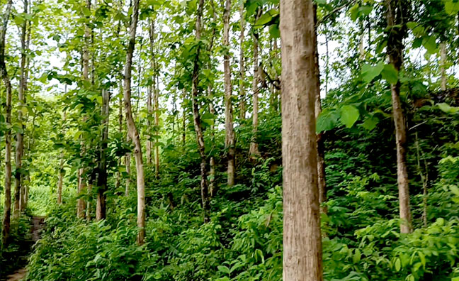 বমু রিজার্ভে কাঠ কাটা ও পাচারের সত্যতা পায়নি তদন্ত কমিটি; কক্সভিউ.নেট; Tree, www.coxview.net; https://coxview.net/%e0%a6%ac%e0%a6%ae%e0%a7%81-%e0%a6%b0%e0%a6%bf%e0%a6%9c%e0%a6%be%e0%a6%b0%e0%a7%8d%e0%a6%ad%e0%a7%87-%e0%a6%95%e0%a6%be%e0%a6%a0-%e0%a6%95%e0%a6%be%e0%a6%9f%e0%a6%be-%e0%a6%93-%e0%a6%aa%e0%a6%be/